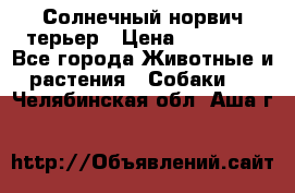 Солнечный норвич терьер › Цена ­ 35 000 - Все города Животные и растения » Собаки   . Челябинская обл.,Аша г.